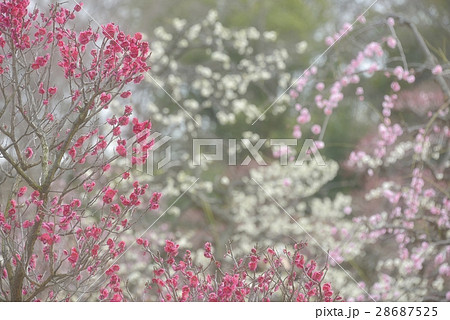 早春の梅の趣き 早春の梅の趣き 28687525