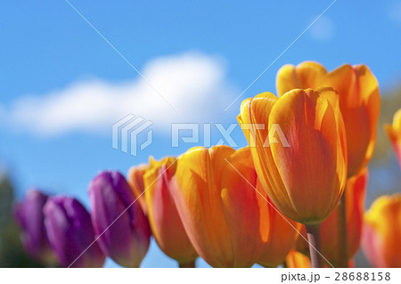 チューリップ 28688158