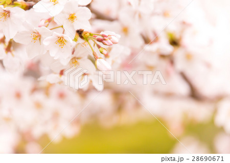 満開のさくら・ソメイヨシノ 28690671