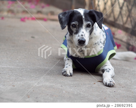 black and white dalmatian dog wears blue dog shirt 28692391
