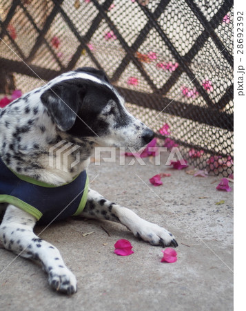 black and white dalmatian dog wears blue dog shirt 28692392