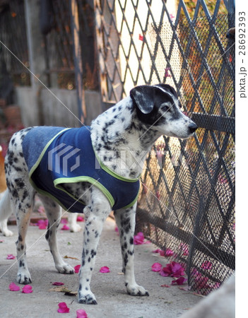 black and white dalmatian dog wears blue dog shirt 28692393