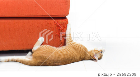 Kitten scratching orange fabric sofa on white Kitten scratching orange fabric sofa on white 28692509