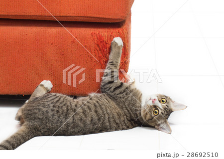 Kitten scratching orange fabric sofa on white Kitten scratching orange fabric sofa on white 28692510