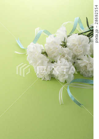 カーネーション 28692554