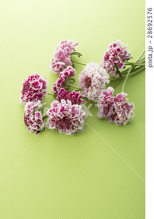 春の花のイメージ 春の花のイメージ 28692576