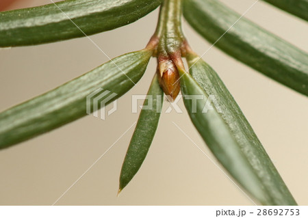 自然 植物 カヤ、二月の枝先の様子。深緑の葉と光沢のある茶褐色の葉芽 自然 植物 カヤ、二月の枝先の様子。深緑の葉と光沢のある茶褐色の葉芽 28692753