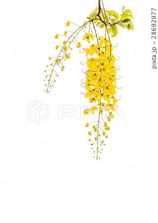 Golden shower(Cassia fistula) 28692977