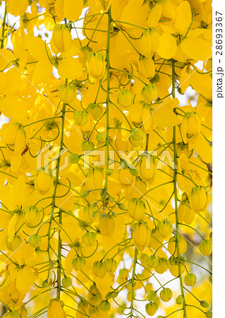 yellow Flowers of Golden Shower Tree in summer. 28693367