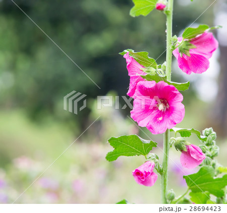 Pink holly hock flower in the garden 28694423