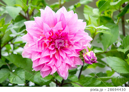 A single pink Dahlia flower in the garden A single pink Dahlia flower in the garden 28694430