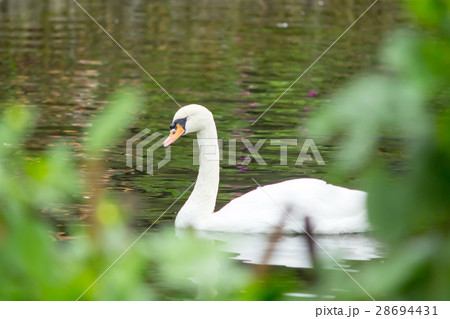 A white swan swimming in the lake A white swan swimming in the lake 28694431