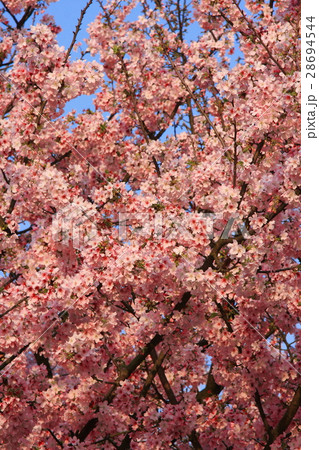桜 さくら サクラ 28694544