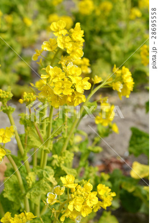 菜の花畑 菜の花畑 28695558