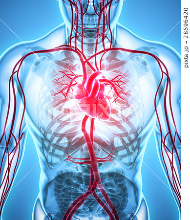 3D illustration of Heart, medical concept. 28696420