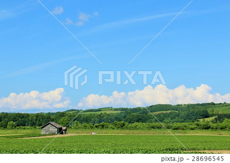 北海道 夏の青空と広大な大地 北海道 夏の青空と広大な大地 28696545