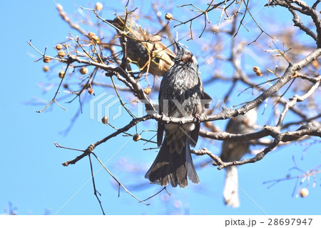 東京都三鷹市の野鳥 仙川に隣接する公園のセンダンとヒヨドリ 東京都三鷹市の野鳥 仙川に隣接する公園のセンダンとヒヨドリ 28697947