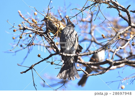 東京都三鷹市の野鳥 仙川に隣接する公園のセンダンとヒヨドリ 28697948