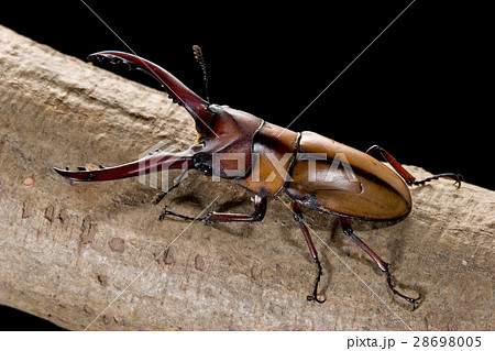 モーニッケノコギリクワガタ モーニッケノコギリクワガタ 28698005