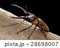モーニッケノコギリクワガタ 28698007