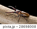 モーニッケノコギリクワガタ 28698008