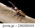 モーニッケノコギリクワガタ 28698009