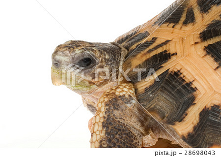 キバラクモノスガメ 28698043