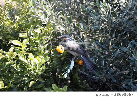 東京都三鷹市の野鳥 三鷹市中原キンカンの実をついばむヒヨドリ 28698067