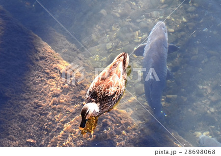 東京都三鷹市の野鳥 仙川に浮かぶカルガモの下を泳ぐ鯉 28698068