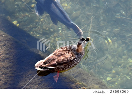 東京都三鷹市の野鳥 仙川に浮かぶカルガモの下を泳ぐ鯉の写真素材 