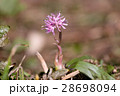 ショウジョウバカマ 28698094