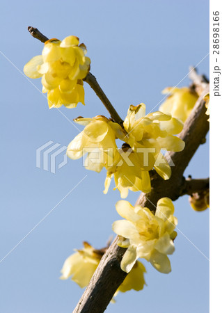 素心ロウバイ 28698166