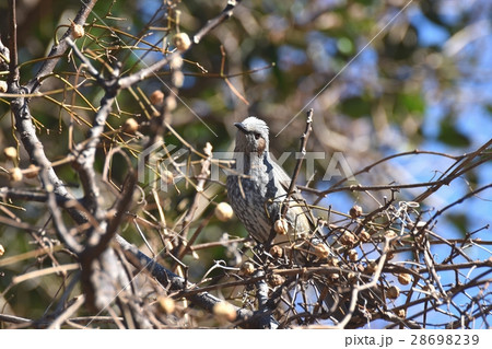 東京都三鷹市の野鳥 仙川に隣接する公園のセンダンにとまるヒヨドリ 28698239