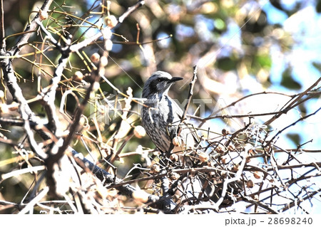 東京都三鷹市の野鳥 仙川に隣接する公園のセンダンにとまるヒヨドリ 28698240