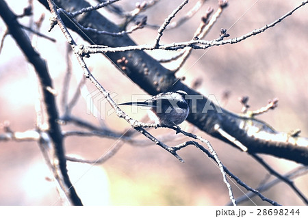 東京都三鷹市の野鳥 仙川公園遊歩道の桜の枝にとまるエナガ 28698244