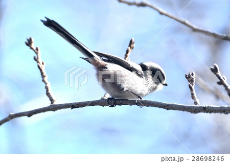 東京都三鷹市の野鳥 仙川公園遊歩道の桜の枝にとまるエナガ 28698246
