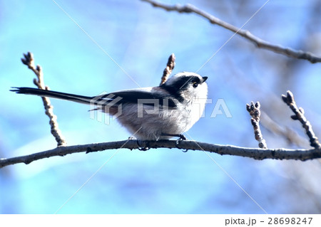 東京都三鷹市の野鳥 仙川公園遊歩道の桜の枝にとまるエナガ 28698247