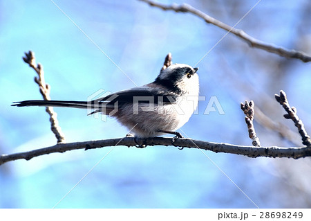 東京都三鷹市の野鳥 仙川公園遊歩道の桜の枝にとまるエナガ 28698249