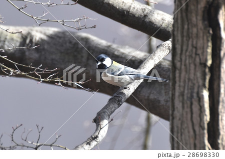 東京都三鷹市の野鳥 仙川隣接公園の木にとまるシジュウカラ 28698330