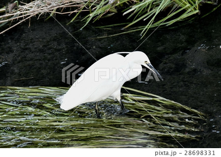 東京都三鷹市の野鳥 仙川にて夏羽頭部に2本出る冠羽のうち1本を残したままのコサギ  28698331