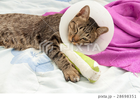 broken leg splint cat broken leg splint cat 28698351