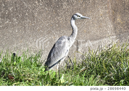 東京都三鷹市の野鳥 仙川河岸の草地に立つアオサギ 28698440