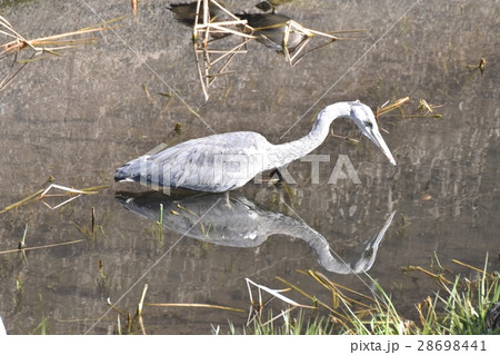東京都三鷹市の野鳥 仙川浅瀬で水面を見つめるアオサギ 28698441