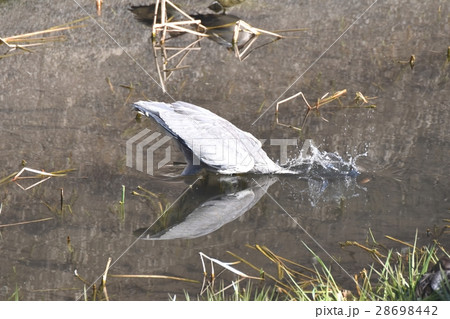 東京都三鷹市の野鳥 仙川浅瀬で首まで水中に入れるアオサギ 28698442