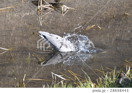 東京都三鷹市の野鳥 仙川浅瀬で首を水中になお深く入れるアオサギ 28698443