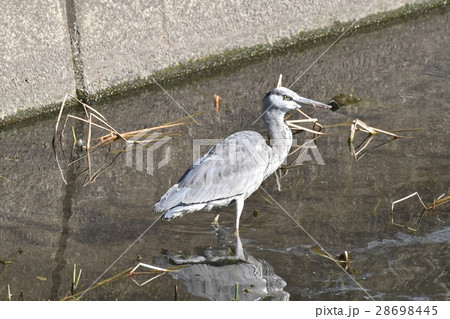東京都三鷹市の野鳥 仙川浅瀬に立つ少し頭の濡れたアオサギ 28698445