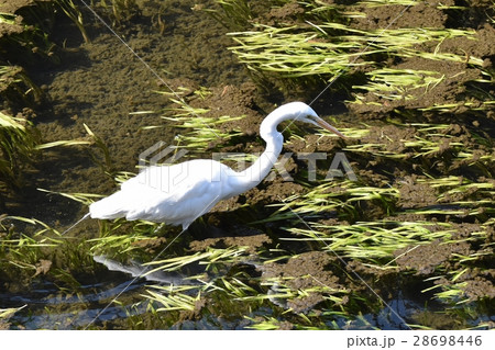 東京都三鷹市の野鳥 仙川の浅瀬で獲物を狙うダイサギ 28698446