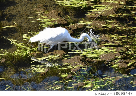 東京都三鷹市の野鳥 仙川浅瀬で水中に頭を入れるダイ 東京都三鷹市の野鳥 仙川浅瀬で水中に頭を入れるダイ 28698447