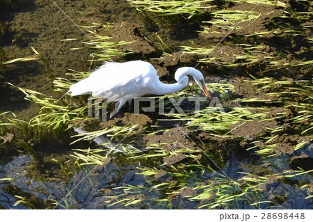 東京都三鷹市の野鳥 仙川の浅瀬で水中から頭を引き上げるダイサギ 東京都三鷹市の野鳥 仙川の浅瀬で水中から頭を引き上げるダイサギ 28698448