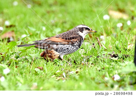 東京都三鷹市の野鳥 三鷹市中原休耕畑のツグミ 28698498